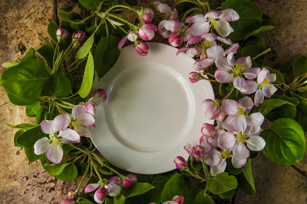 Empty white plate with spring blossom branches of apple tree top — Stock Photo, Image