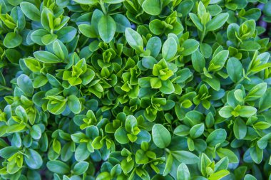 yeşil arka plan ayrılmak