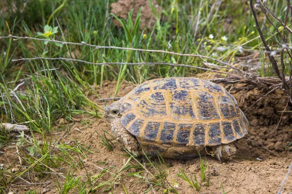 Tortuga salvaje en la estepa en Kazajstán, Malasia —  Fotos de Stock