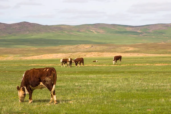 Vacas que pastam em pastagens de estepe kazakh — Fotografia de Stock