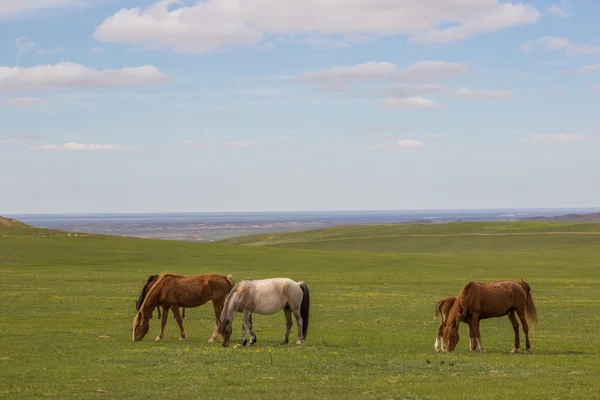 Cavalli nelle steppe del Kazakistan vicino ad Almaty — Foto Stock