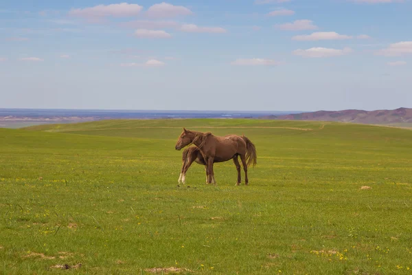 Kazakistan Almatı yakınındaki bozkırlarında bir tayı ile at — Stok fotoğraf