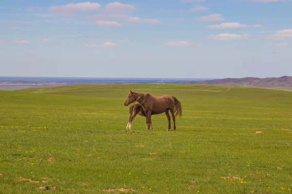 Caballo con un potro en las estepas de Kazajstán cerca de Almaty — Foto de Stock