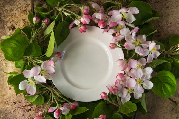 Prázdná bílá deska s jarní kvetoucí větve apple tree top — Stock fotografie