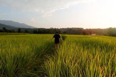 Pirinç tarlaları ile kız