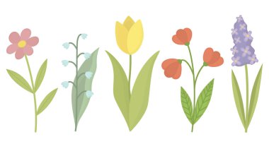 Bahar bahçesi çiçekleri beyazda izole edilmiş. Mevsimlik bitkilerle şirin botanik çizimler