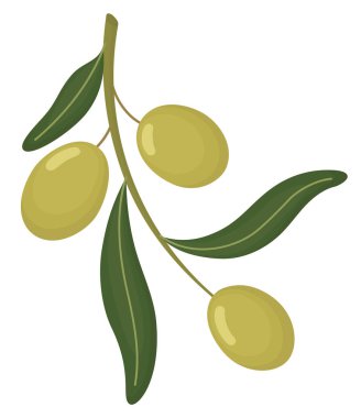 Yeşil zeytinli zeytin dalı ve beyaz arka planda izole edilmiş yapraklar. Şirin meyvelerin botanik görüntüsü