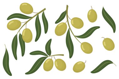 Yeşil zeytinli zeytin dalları. Akdeniz bitkilerinin beyaza izole edildiği el çizimleri