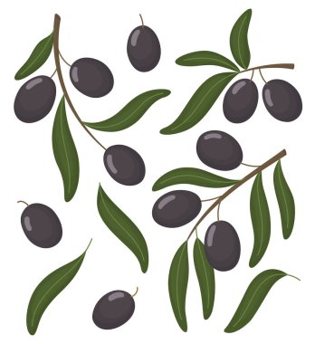 Siyah zeytin ve yapraklı dallar. Akdeniz bitkisi beyaz arka planda izole edildi