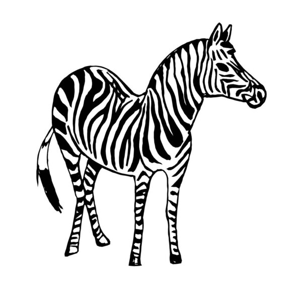 Graphic image of a Zebra on a white background