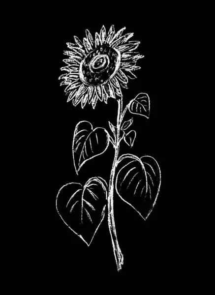 Slunečnice Bílé Černém Pozadí — Stock fotografie