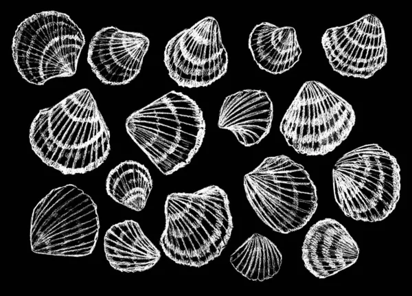 Shells Drawn White Black Background — Stock Photo, Image