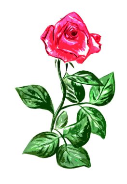 Beyaz arka planda yaprakları olan kırmızı bir gül.