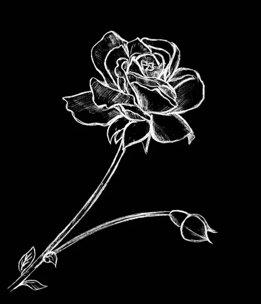Une Rose Peinte Blanc Sur Fond Noir — Photo