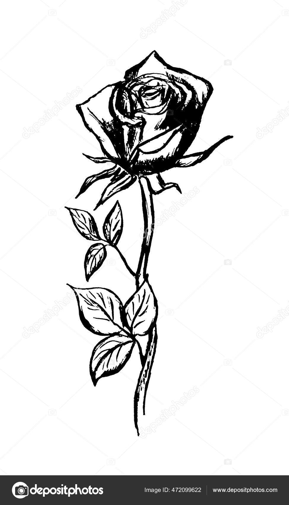 Black White Image Rose Stem Leaves Graphic Image Stock Illustration by