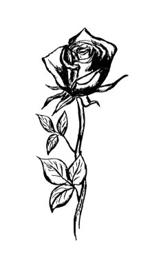 Yaprakları grafik resim olan bir gül sapının siyah ve beyaz görüntüsü