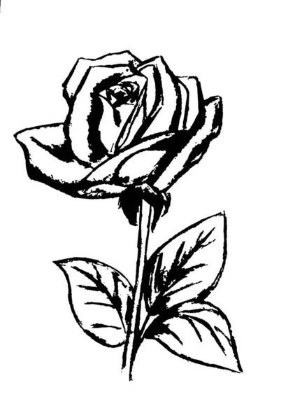 Czarno Biały Obraz Róży Łodydze Liśćmi — Zdjęcie stockowe