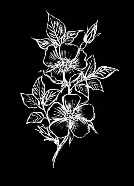 Egy Csipkebogyó Virágokkal Fekete Alapon — Stock Fotó