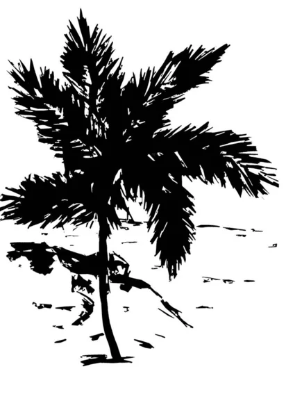 白色背景图片上的黑色棕榈树 — 图库照片