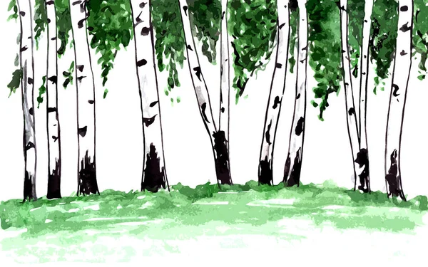 在白色的背景上 桦树树干和绿叶 — 图库照片