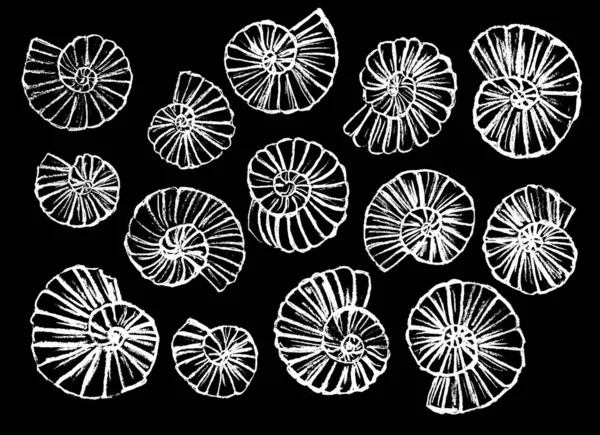 黒を背景に様々な色で描かれた白い貝 — ストック写真