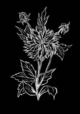  Siyah arka planda beyaza boyanmış bir yıldız çiçeği.