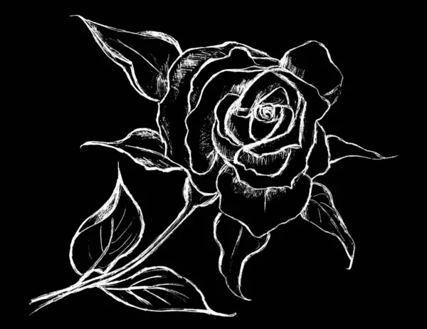 Grafický Obraz Bílé Růže Černém Pozadí — Stock fotografie