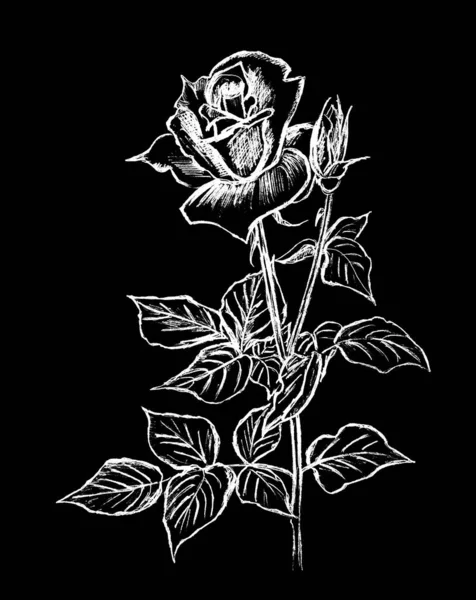 Graphic Image White Rose Black Background — Zdjęcie stockowe