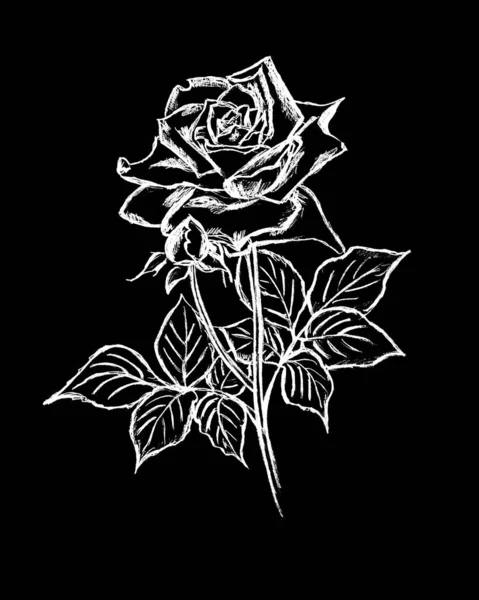 Grafikus Kép Egy Fehér Rózsa Egy Fekete Háttér — Stock Fotó