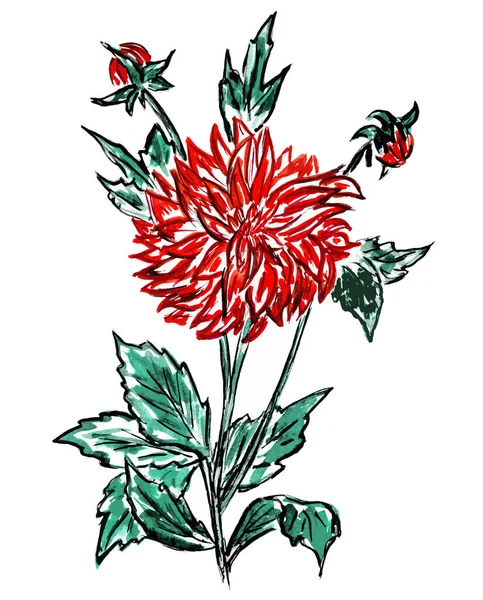 Графічне Зображення Великої Червоної Квітки Далії — стокове фото