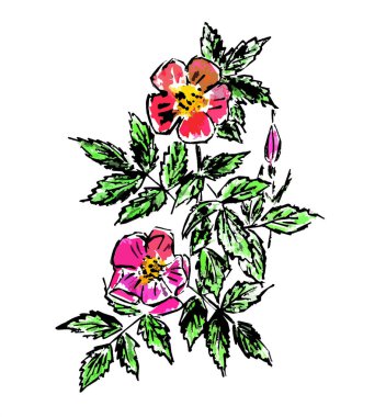  Beyaz arkaplanda gül çiçeği olan bir dalın grafiksel görüntüsü