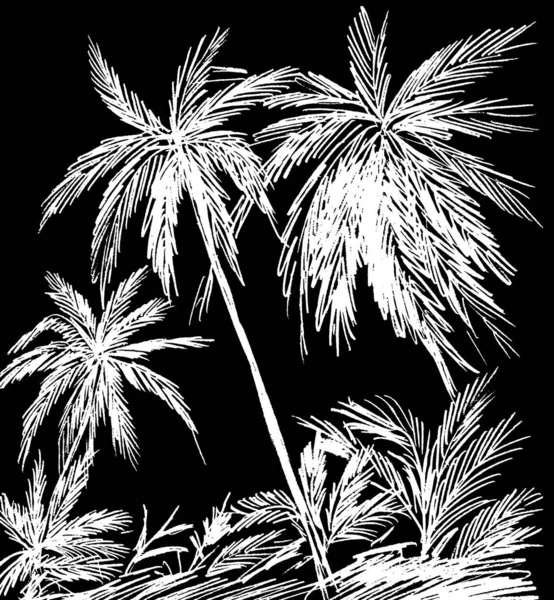 黑色背景上白色棕榈树的图像 — 图库照片