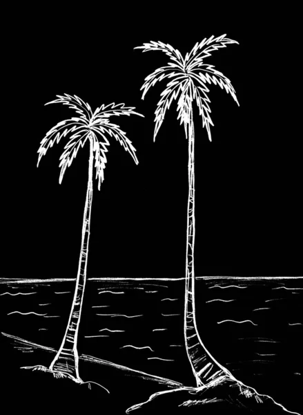 Two White Palm Trees Black Background — Stock Photo, Image