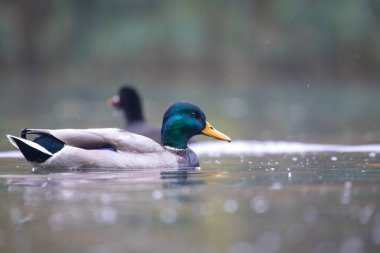 2025 gölündeki ördekler