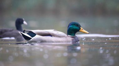 2025 gölündeki ördekler