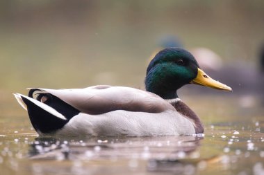 2025 gölündeki ördekler