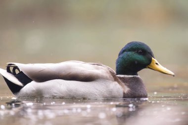 2025 gölündeki ördekler