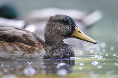 2025 gölündeki ördekler