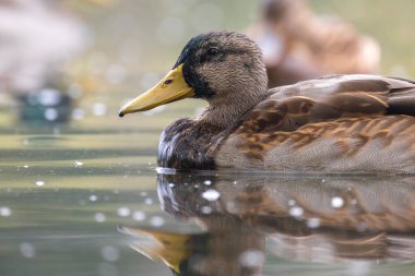 2025 gölündeki ördekler