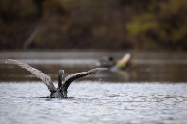 2025 gölündeki ördekler