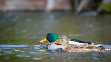 2025 gölündeki ördekler