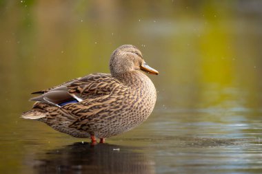 2025 gölündeki ördekler