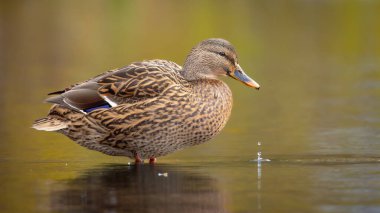 2025 gölündeki ördekler