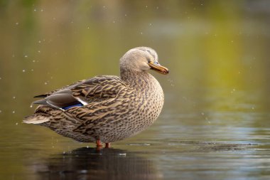 2025 gölündeki ördekler