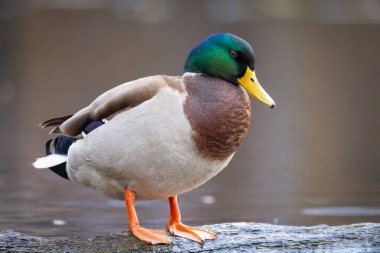 2025 gölündeki ördekler