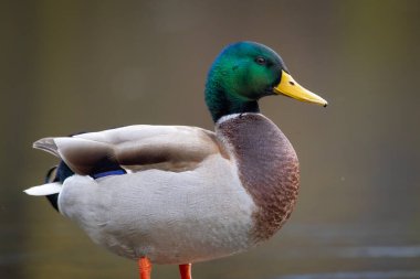 2025 gölündeki ördekler