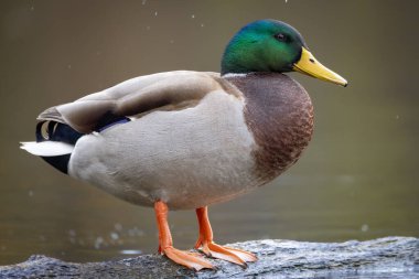 2025 gölündeki ördekler