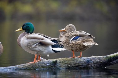 2025 gölündeki ördekler