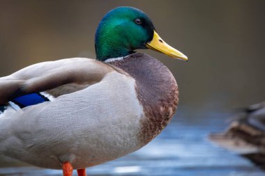 2025 gölündeki ördekler