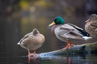 2025 gölündeki ördekler